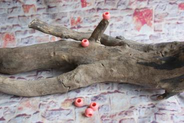 Perle Gross Lachs 4 Stk. 