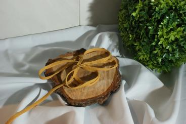 Flache gewebte Baumwollkordel Breite 8 - 10 mm senf 