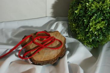 Flache gewebte Baumwollkordel Breite 8 - 10 mm rot 