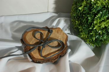 Flache gewebte Baumwollkordel Breite 8 - 10 mm antrazith 