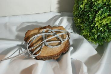 Flache gewebte Baumwollkordel Breite 8 - 10 mm grau 