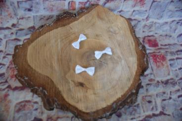 Mini Schleifchen, 5 Stück, Weiss 